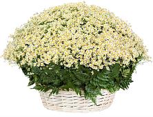 Цветочная композиция из Ромашки в корзине #REPLACE_PRED# Бородино ГО Мытищи